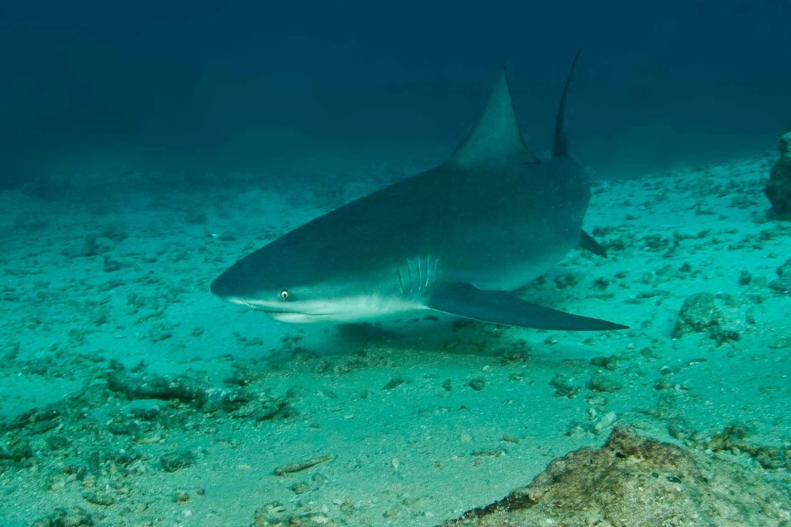 Το γονιδίωμα του λευκου καρχαρία κρύβει το μυστικό κατά του καρκίνου